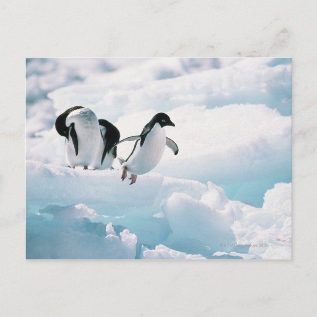 Adelie penguins (pygoscelis adeliae) Antarctica Vykort (Framsida)