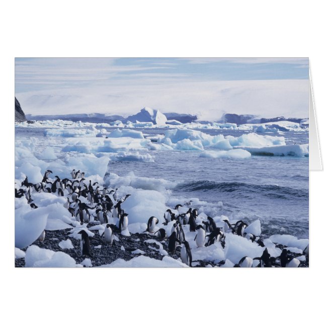 Adelie Penguins Pygoscelis adeliae Hälsningskort (Framsidan Horizontal)