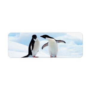 Adelie Penguins Returadress Etikett