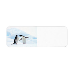 Adelie Penguins Returadress Etikett