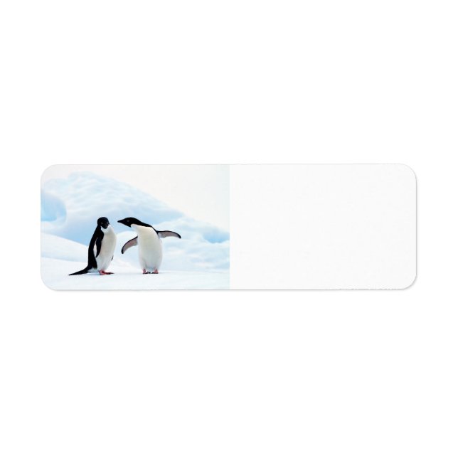Adelie Penguins Returadress Etikett (Framsidan)