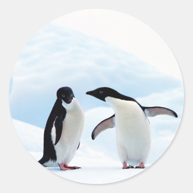 Adelie Penguins Runt Klistermärke (Framsida)