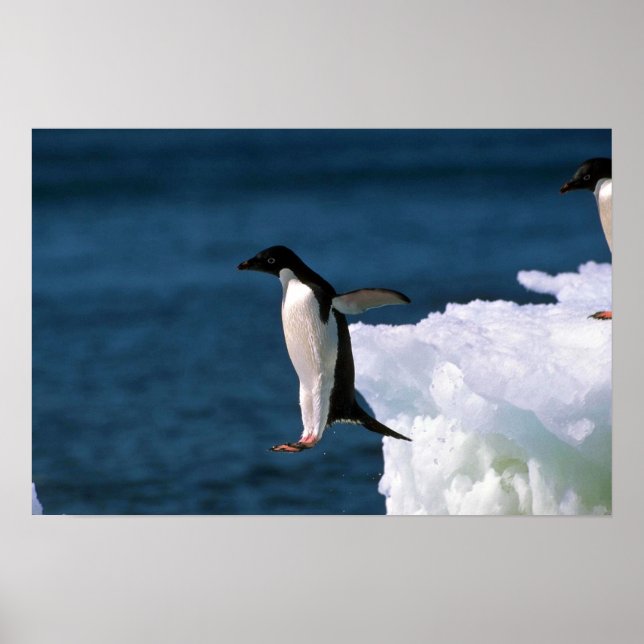 Adelie Penguins som kommer från ett isberg Poster (Framsidan)
