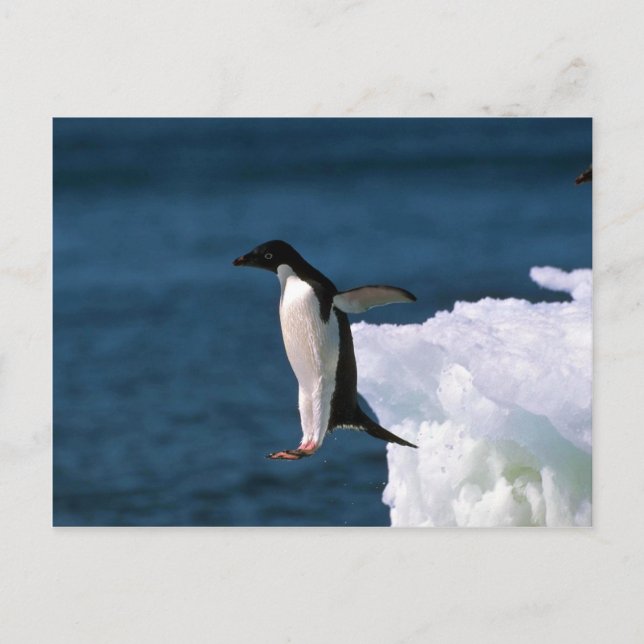 Adelie Penguins som kommer från ett isberg Vykort (Framsida)