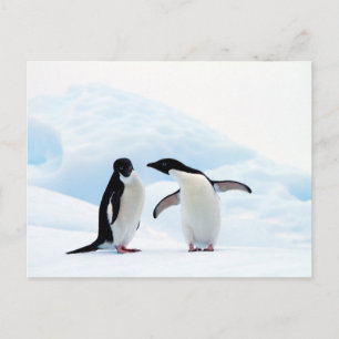 Adelie Penguins Vykort