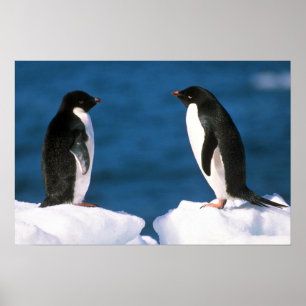 Adelie pingvin poster