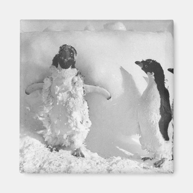 Adeliemanchot Magnet (Framsidan)