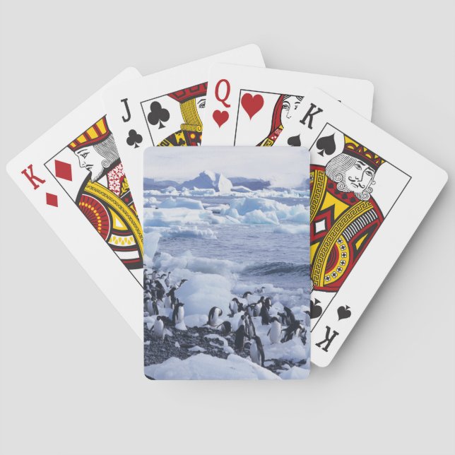 Adeliepingviner Pygoscelis adeliae Spel Kort (Baksidan)