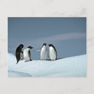 Adelit penguins, Antarctica Vykort