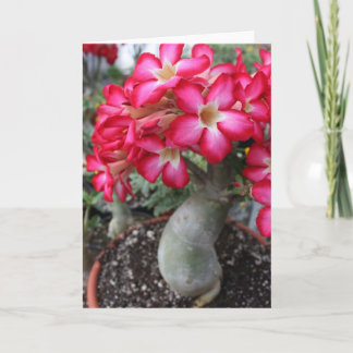 Adenium notecard kort
