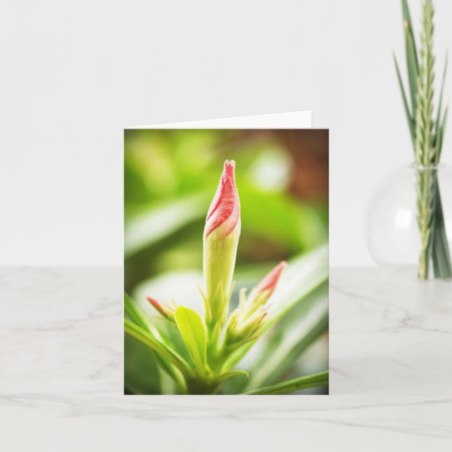 Adenium Notecard Tack Kort (Framsida)