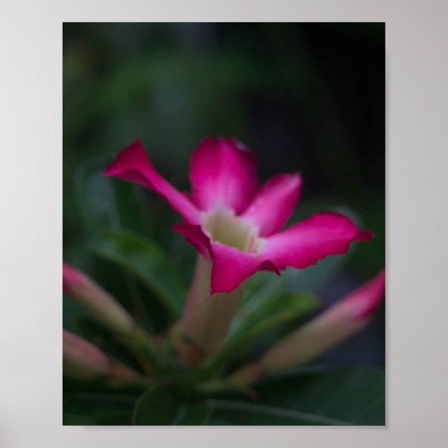 Adenium obesum poster (Framsidan)