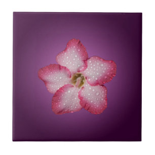 Adenium Rosa Blomma Flora Gradient Violett Kakelplatta