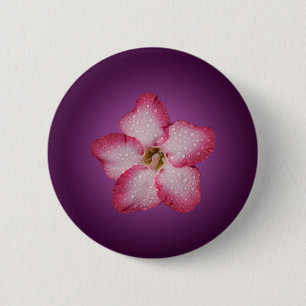 Adenium Rosa Blomma Flora Gradient Violett Knapp