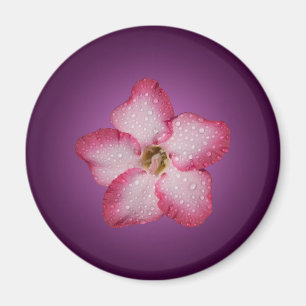 Adenium Rosa Blomma Flora Gradient Violett Magnet
