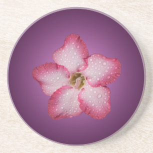 Adenium Rosa Blomma Flora Gradient Violett Underlägg Sandsten