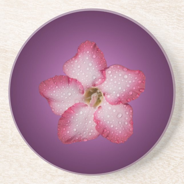 Adenium Rosa Blomma Flora Gradient Violett Underlägg Sandsten (Framsidan)