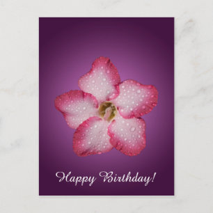 Adenium Rosa Blomma Flora Gradient Violett Vykort