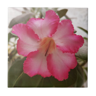 Adenium rosa white blommor blommigt nature graden kakelplatta