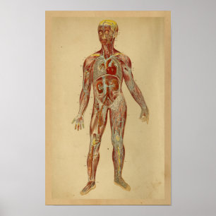 Åder för artärer för hjärta för poster