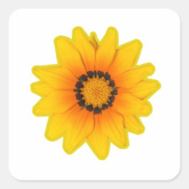 Adesivo flor Amarela Gazânia Fyrkantigt Klistermärke