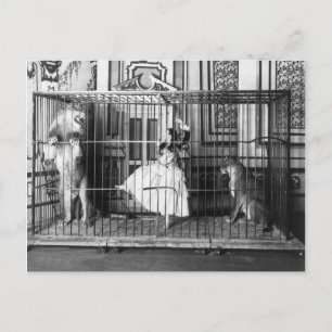 Adgie och Hennes utbildade Lejon Vintage Circus 18 Vykort