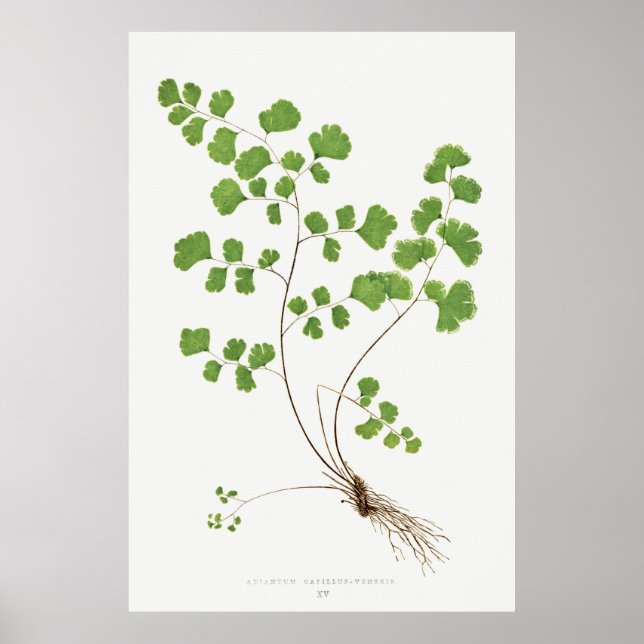Adiantum Capillus-Veneris (Southern Maidenhair Fer Poster (Framsidan)