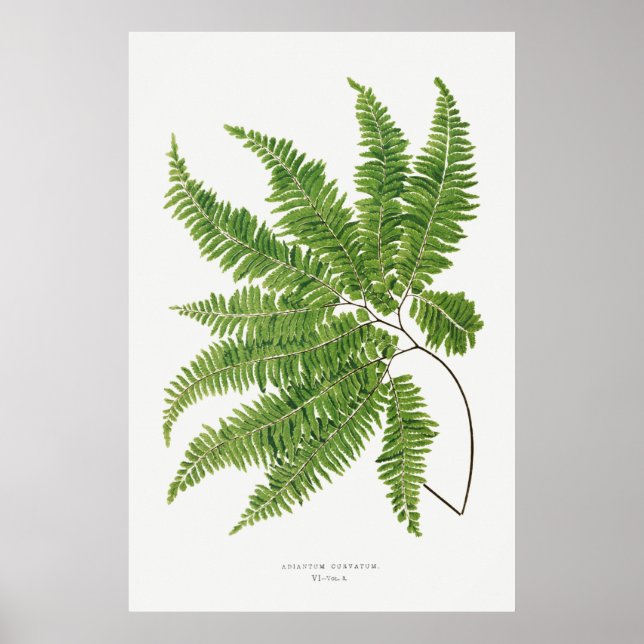 Adiantum Curvatum från Ferns British och Exotic (1 Poster (Framsidan)