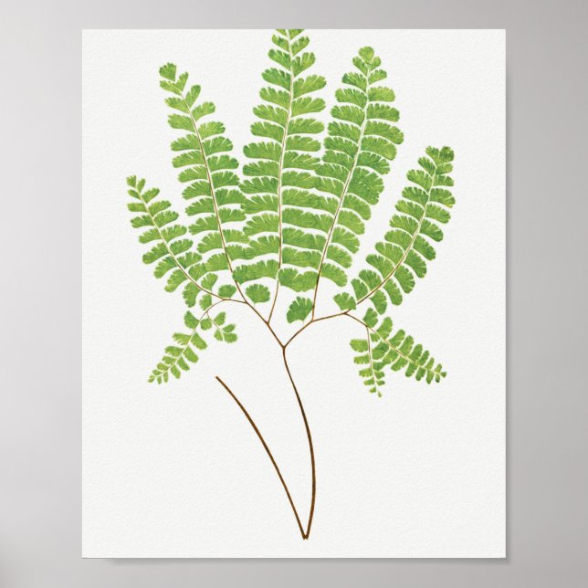 Adiantum Pedatum (Northern Maidenhair Fern) from F Poster (Framsidan)