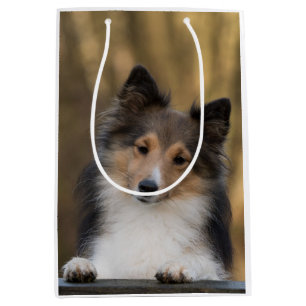 Adigerbar Sable Sheltie, Shetland Sheepdog