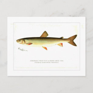 Adirondack Frost Fish Vykort