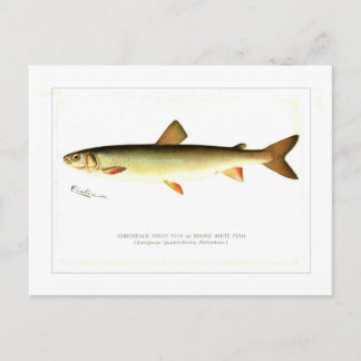 Adirondack Frost Fish Vykort