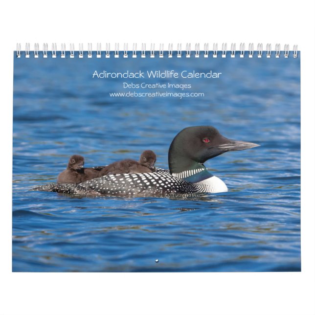 Adirondack Wildlife 2026 Kalender (Omslag)