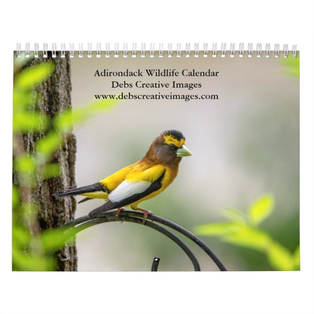 Adirondack Wildlife 2026 Kalender (Omslag)