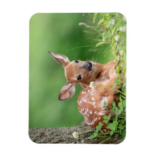 Aditable Fawn som lägger sig under träd Magnet