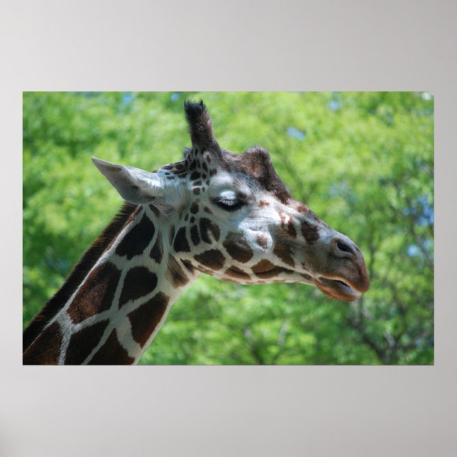 Aditable Giraffe Poster (Framsidan)