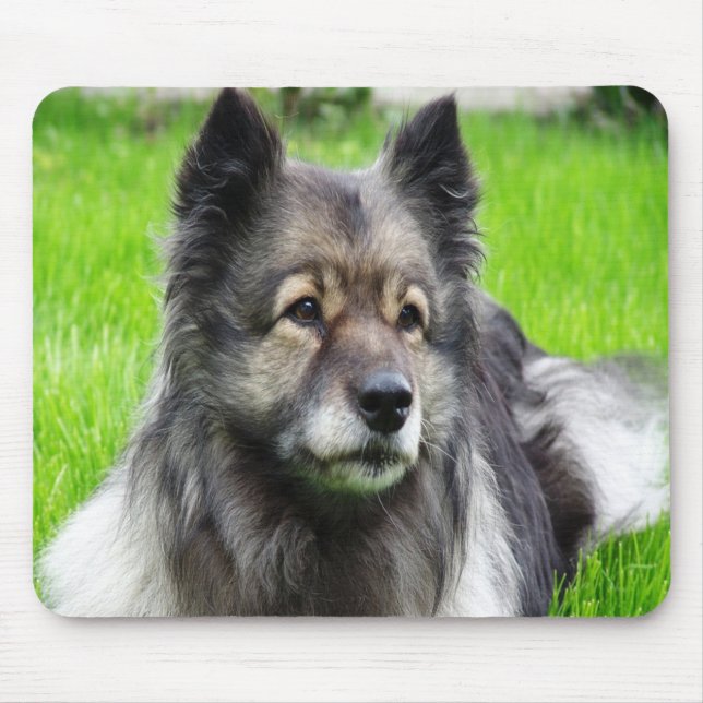 Aditable Keeshond Musmatta (Framsidan)