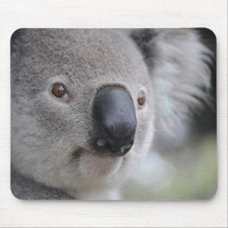 Aditable Koala Bear Musmatta