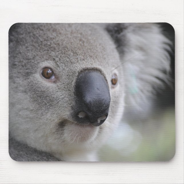 Aditable Koala Bear Musmatta (Framsidan)