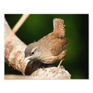 Aditable Little Wren Fototryck