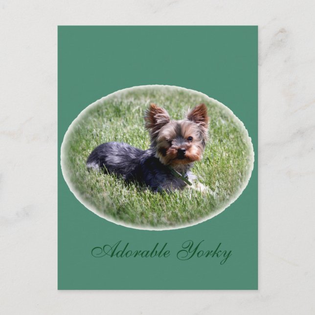 Aditable Yorkie Anpassningsbar Postcard Vykort (Framsida)