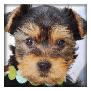 Aditable Yorkshire Terrier Fototryck