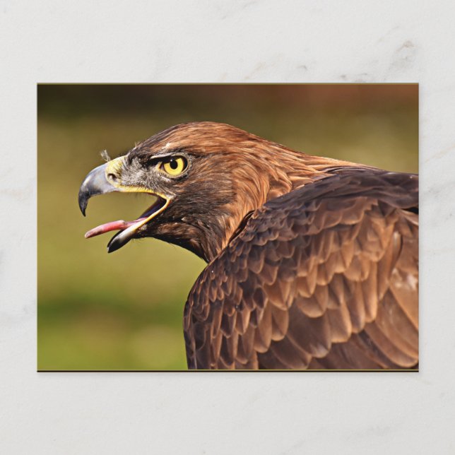 Adler, Bird of Be Vykort (Framsida)