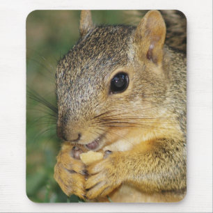 Adlig ekorre Eating Peanut Photo Mouse Pad Musmatta