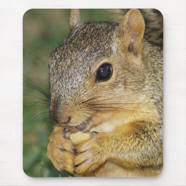 Adlig ekorre Eating Peanut Photo Mouse Pad Musmatta (Framsidan)