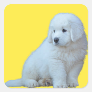Adlig polsk Tatra Sheepdog Puppy Sticker Fyrkantigt Klistermärke