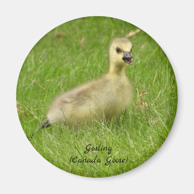 Admatande fluffy Gosling (kanadagas) Magnet (Framsidan)
