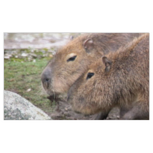 Adminstrativa kapybarer, vävnader tyg