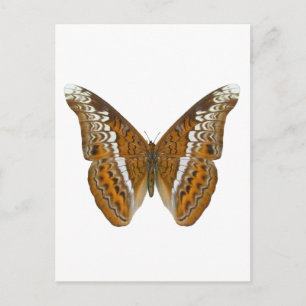 Admiral Butterfly Vykort