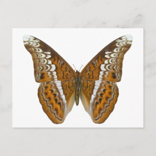 Admiral Butterfly Vykort